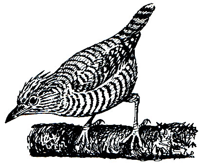 . 252.    (Thamnophilus doliatus)