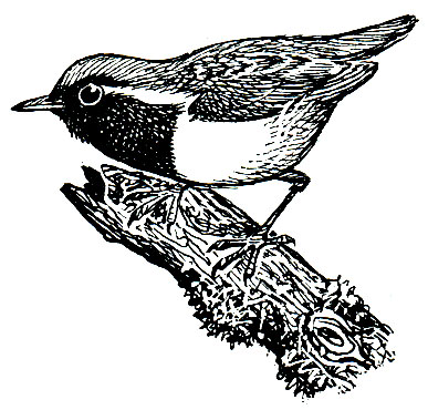 . 253.   (Conopophaga aurita)