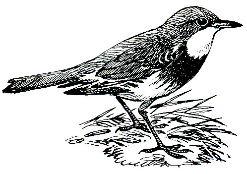 . 254.    (Corythopis torquata)