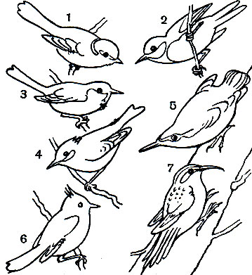  56.   : 1 -  (Parus coeruleus); 2 -   (P. major); 3 -   (P. atricapillus); 4 -  (P. ater); 5 -   (Sitta europaea); 6 -   (Parus cristatus); 7 -   (Certhia familiaris)