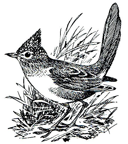 . 255.   (Rhynocrypta lanceolata)