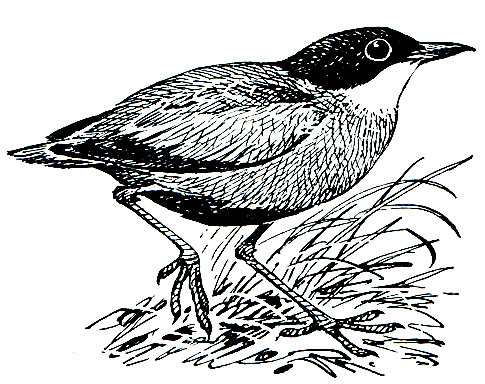 . 256.   (Pitta steeri)