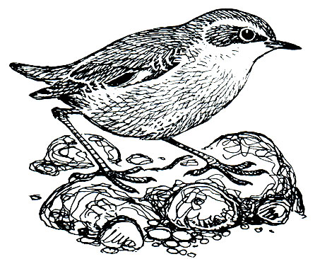 . 257.    (Xenicus gilviventris)