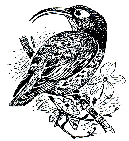 . 258.   (Neodrepanis coruxans)