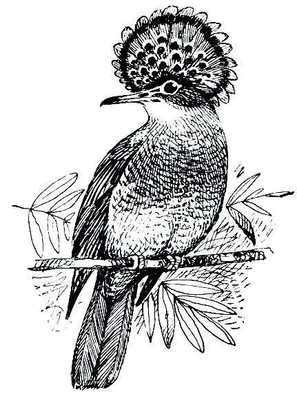 . 259.   (Onychorhyphus coronatus)