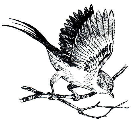 . 260.   (Pipra mentalis)