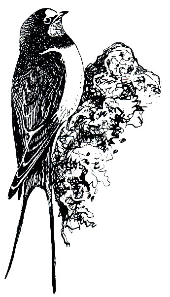 . 263.   (Hirundo rustica)