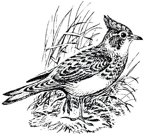 . 264.   (Galerida cristata)