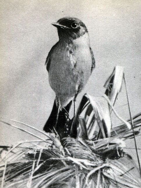  58.     .   (Saxicola torquata)