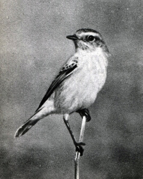  58 .     .   (Saxicola rubetra)