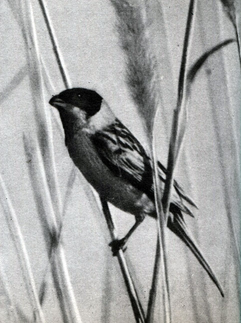  58 .     .   (Emberiza schoeniclus)
