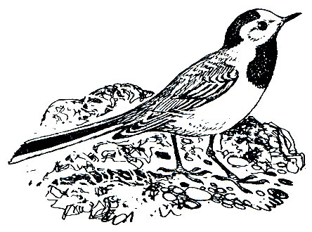 . 265.   (Motacilla alba)