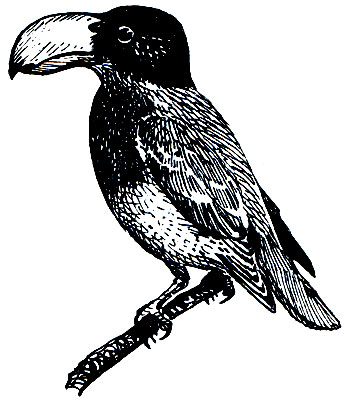 . 269.  Vanga curvirostris