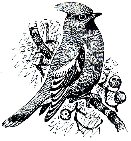 . 270.  (Bombycilla garrulus)