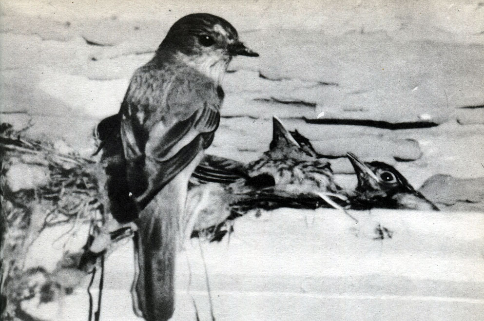  59. .   (Muscicapa striata)  