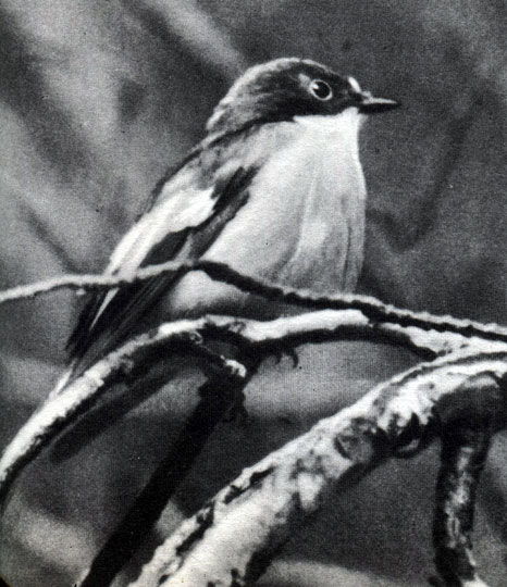  59 . . - (M. hypoleuca)