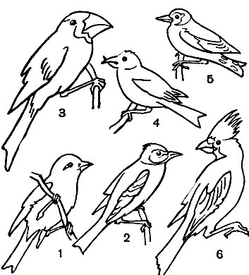  60. : 1 -   (Carpodacus erythrina); 2 -  (Fringilla coelebs); 3 -    (Eophona personata); 4 -   (Loxia leucoptera); 5 -  (Carduelis carduelis); 6 -    (Cardinalis virginianus)