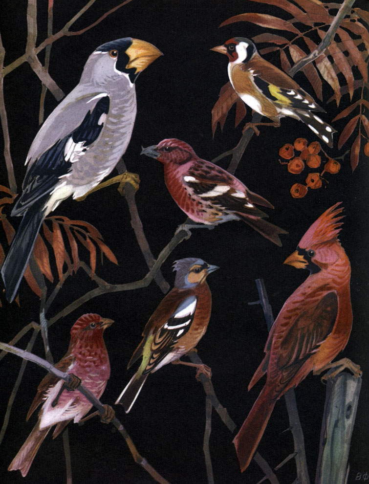  60. : 1 -   (Carpodacus erythrina); 2 -  (Fringilla coelebs); 3 -    (Eophona personata); 4 -   (Loxia leucoptera); 5 -  (Carduelis carduelis); 6 -    (Cardinalis virginianus)
