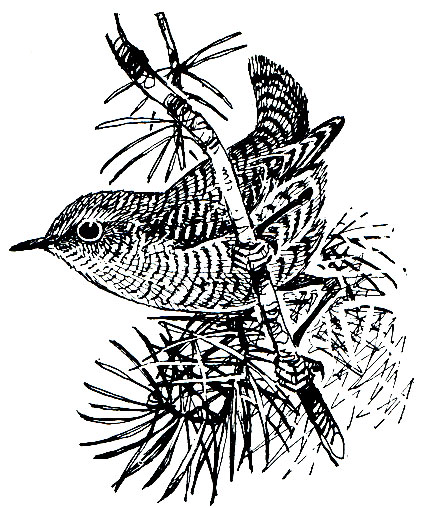 . 271.  (Troglodytes troglodytes)