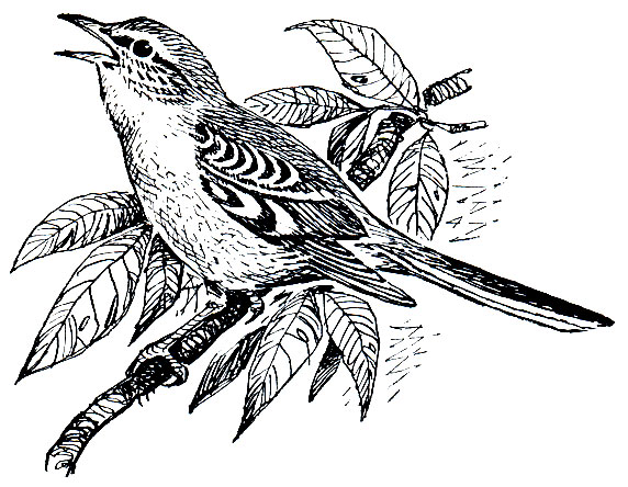 . 272.   (Mimus polyglottos)