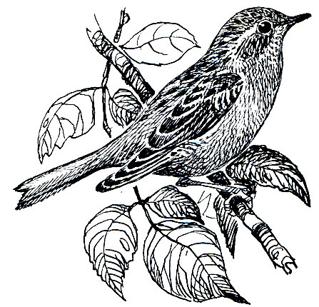 . 273.   (Prunella modularis)