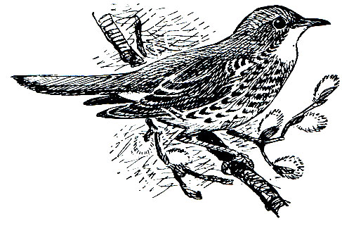 . 274.  (Turdus pilaris)