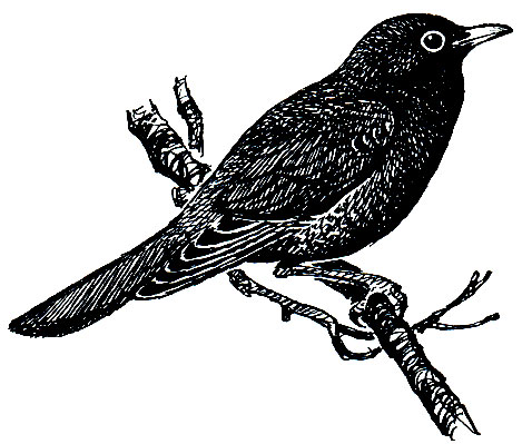 . 275.   (Turdus merula)