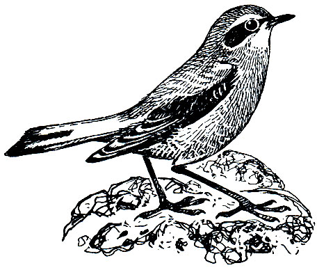 . 276.  (Oenanthe oenanthe)
