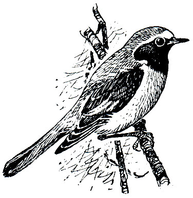 . 277.  (Phoenicurus phoenicurus)