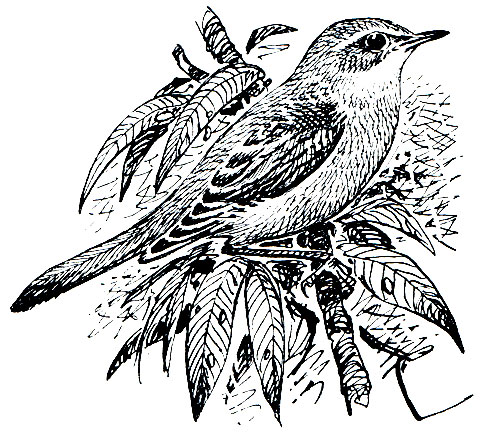 . 278.   (Luscinia luscinia)