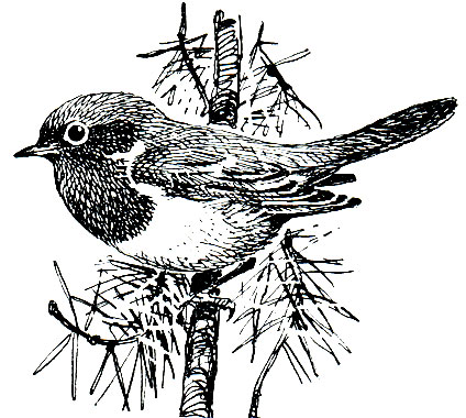 . 280.  (Erithacus rubecula)