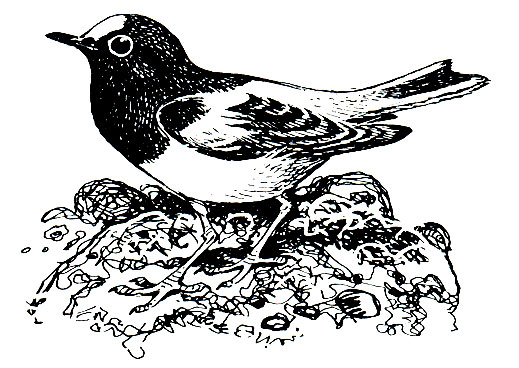 . 281.  (Microcichla scouleri)