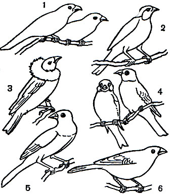  61.  : 1 -   (Taeniopygia guttata); 2 -   (Amadina fasciata); 3 -   (Euplectes franciscano); 4 - ,    (Munia oryzivora); 5 -   (Lonchura punctulata); 6 -  ,   (Lagonosticta senegala)