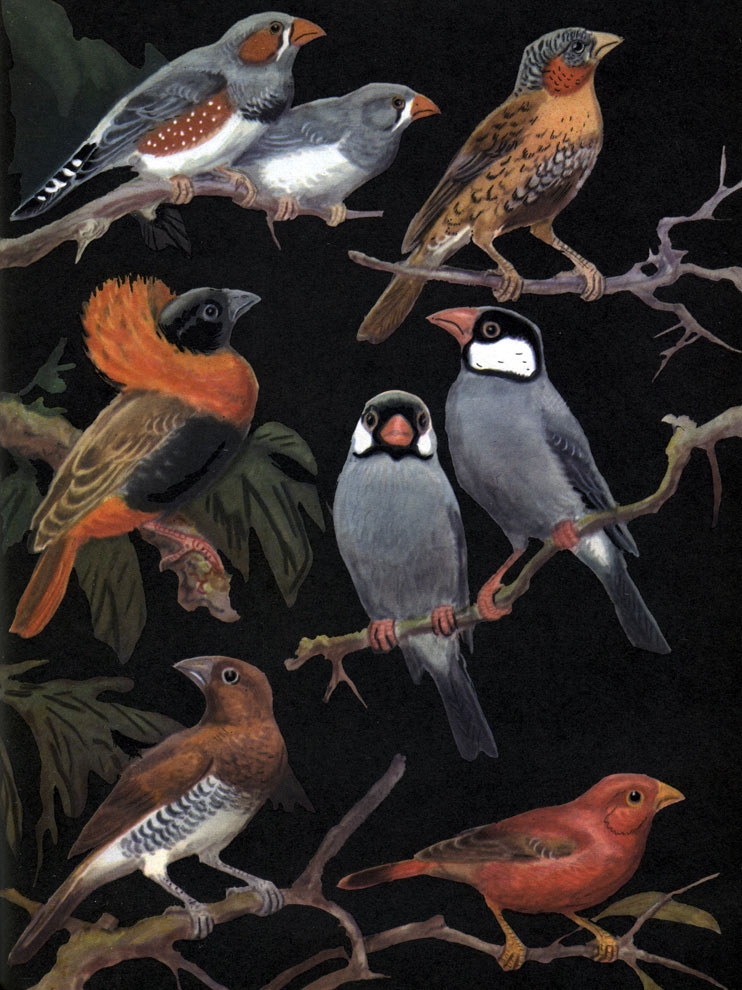  61.  : 1 -   (Taeniopygia guttata); 2 -   (Amadina fasciata); 3 -   (Euplectes franciscano); 4 - ,    (Munia oryzivora); 5 -   (Lonchura punctulata); 6 -  ,   (Lagonosticta senegala)