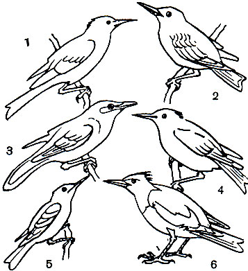  62. : 1 -   (Spodiopsar cineraceus); 2 -   (Sturnus vulgaris); 3 -  (Acridotheres tristis); 4 -   (Sturnia philippensis); 5 -   (S. sturnia); 6 -   (Pastor roseus)