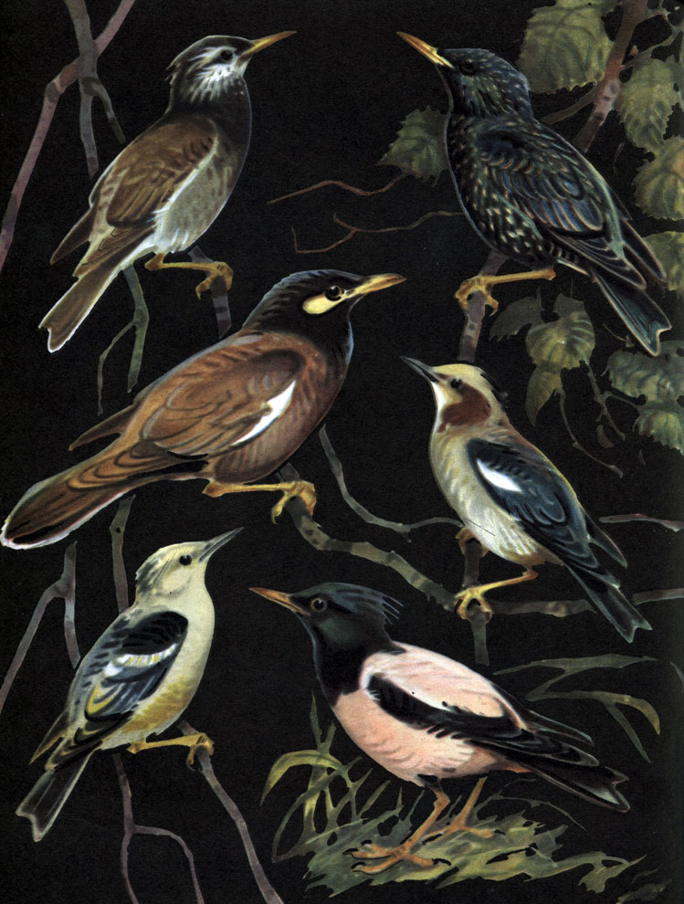 62. : 1 -   (Spodiopsar cineraceus); 2 -   (Sturnus vulgaris); 3 -  (Acridotheres tristis); 4 -   (Sturnia philippensis); 5 -   (S. sturnia); 6 -   (Pastor roseus)