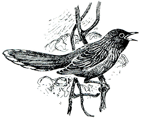 . 282.   (Garrulax lineatus)