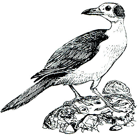 . 283.   Picathartes gymnocephalus