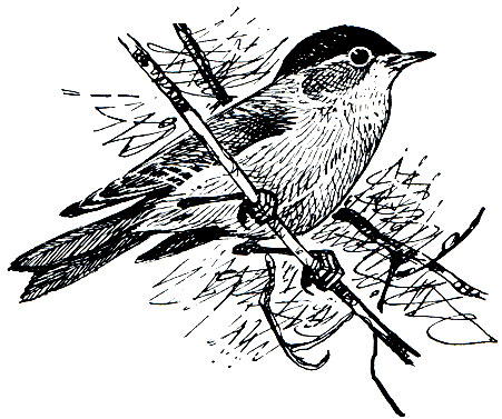 . 284.   (Sylvia atrica-pilla)