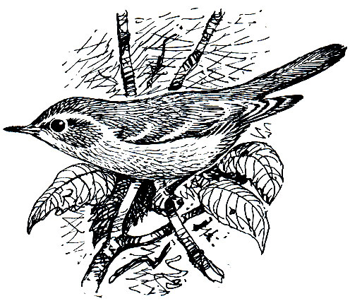 . 285. - (Phylloscopus sibilator)