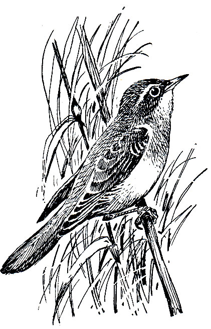 . 286.   (Acrocephalus arundinaceus)
