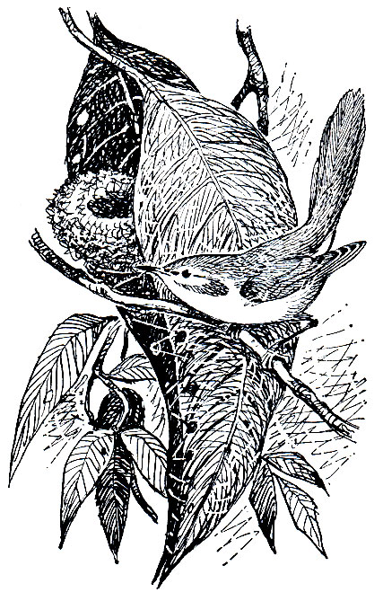 . 287. - (Gisticola cisticola)