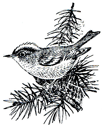 . 290.   (Regulus regulus)
