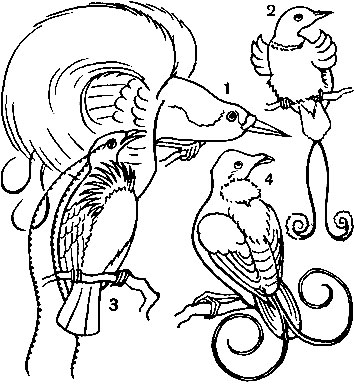  63.  : 1 -    (Paradisea minor); 2 -    (Cicinnurus regius); 3 -    (Pteridophora alberti); 4 -    (Diphyllodes respublica)