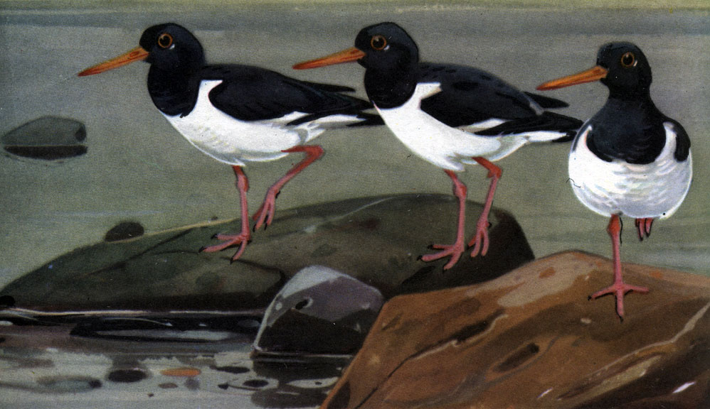  64.   . - (Haematopus ostralegus)    