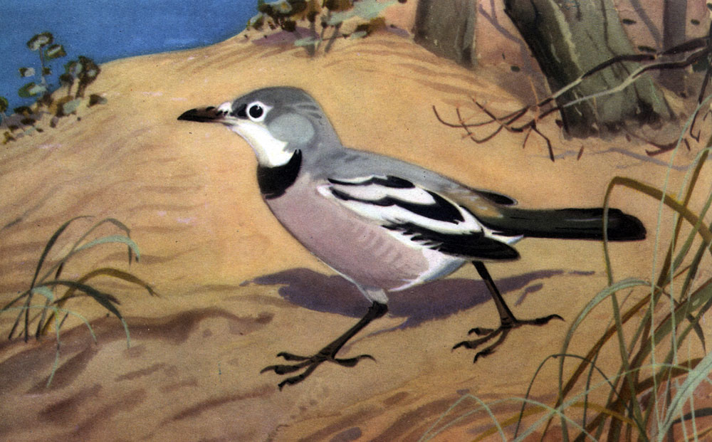  64.   (Podoces panderi)    