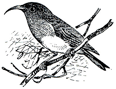 . 293.  Cinniris venustus