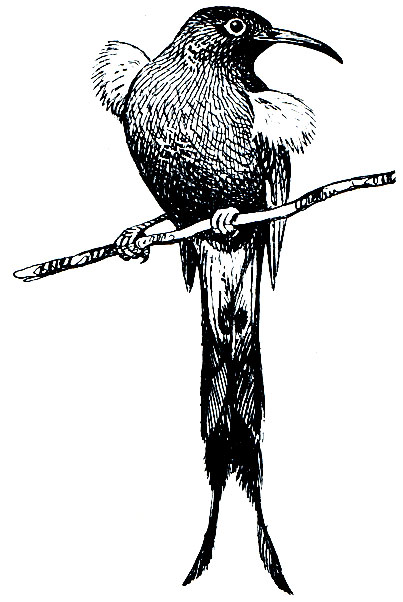 . 294.   (Mono nobilis)