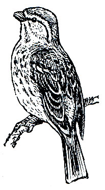 . 295.   (Emberiza citrinella)