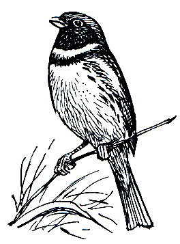 . 296.  (Emberiza aureola)